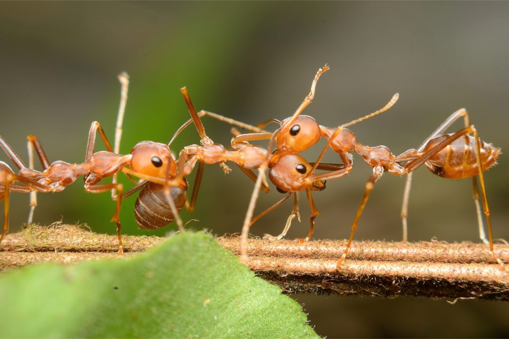 red harvester ants - animals that get you high