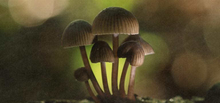 Study: Majority of American Psychiatric Association Members Believe Psychedelics Show Promise in Treating Psychiatric Conditions