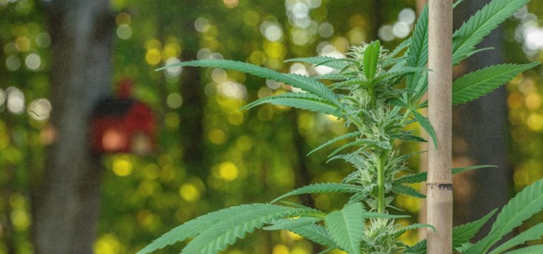 Oklahoma Regulators Seek to Revoke 165 Medical Cannabis Cultivation Licenses