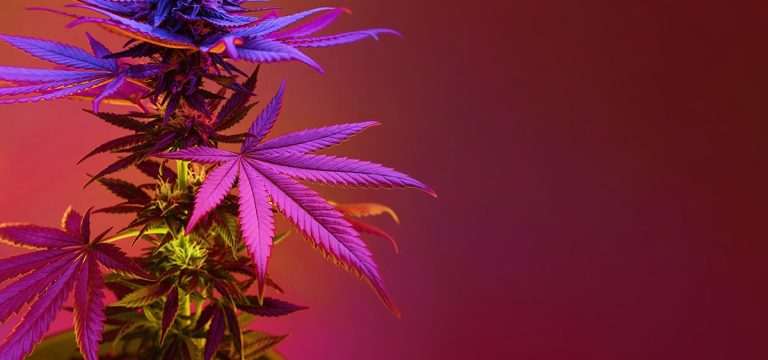 Alabama Cannabis Regulators Reach Deal to End Lawsuits