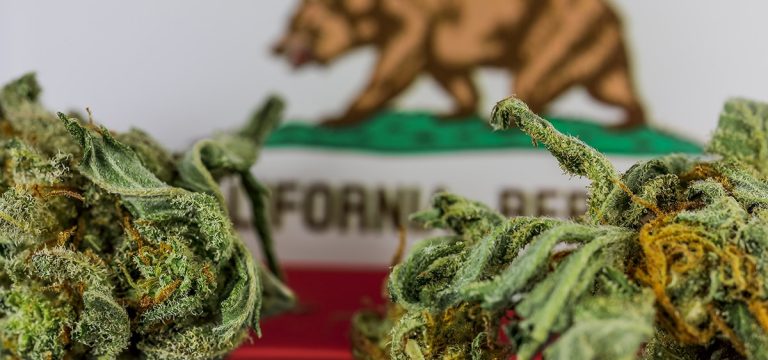 California Cannabis Regulators Deem National Agricultural Workers Union a Fake Labor Organization