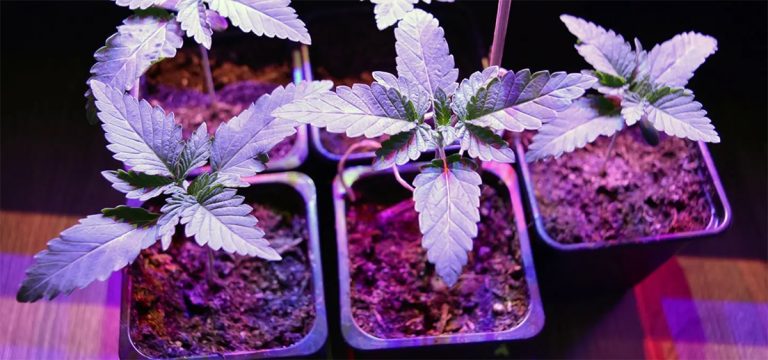 New York Regulators to Consider Allowing Cannabis Home Grows