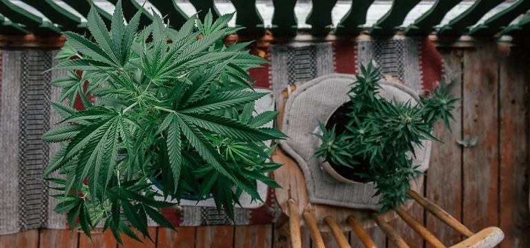 New York Regulators Approve Cannabis Home Grow Rules