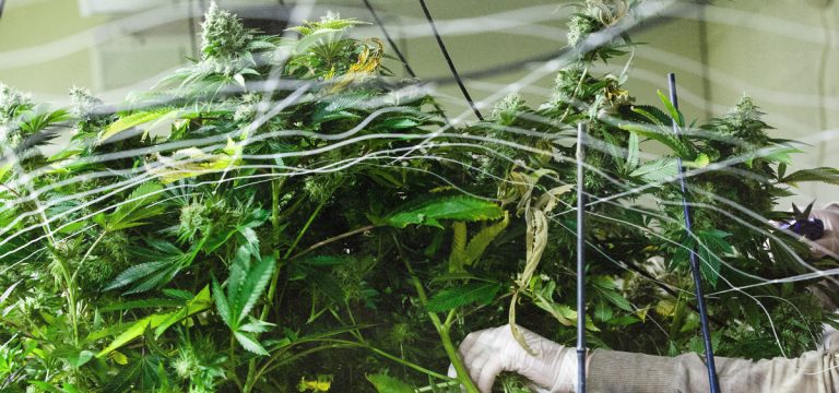 New York Gov. Orders Audit of Cannabis Industry Program