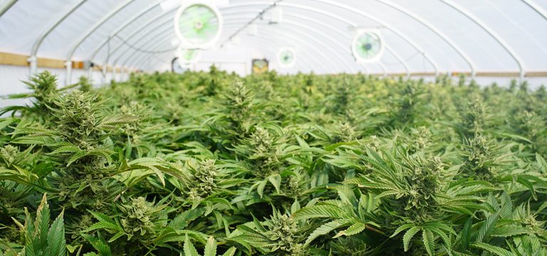 Minnesota Bill to Allow Early Launch of Cannabis Cultivation Signed Into Law