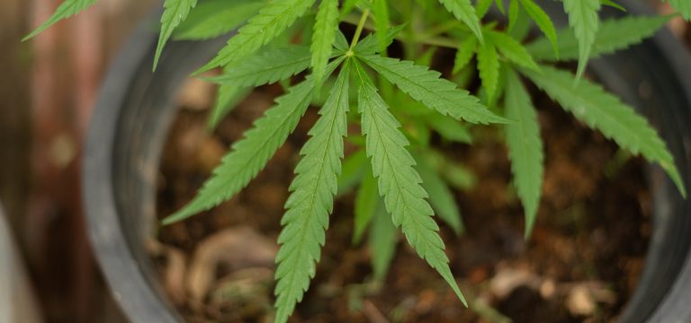 Kentucky to Begin Accepting Medical Cannabis Business Applications Next Week