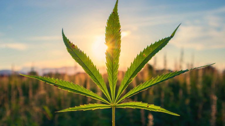 Idaho Industrial Hemp Production More Than Doubled Between 2022, 2023