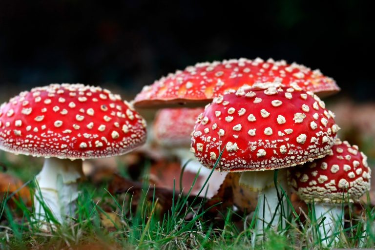 Rise in Amanita Muscaria Shroom Use Worries Researchers