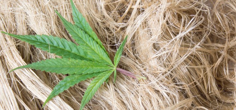 Southern Ute Indian Tribe Invests in Panda Biotech Hemp Processing Facility in Texas