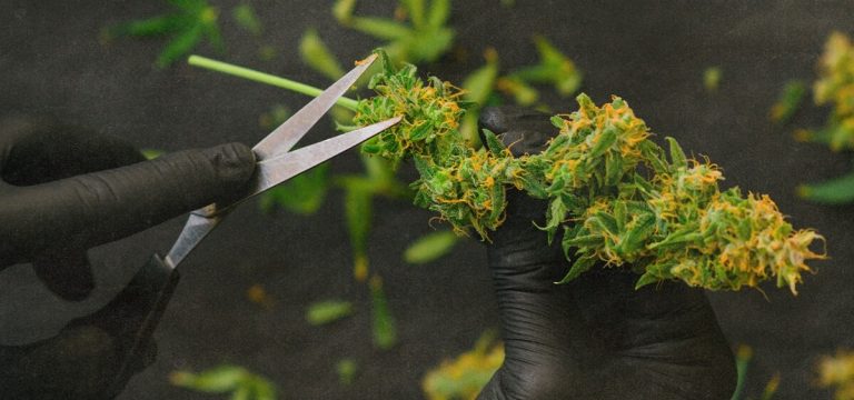 OSHA Program to Investigate Workplace Hazards in Colorado Cannabis Industry