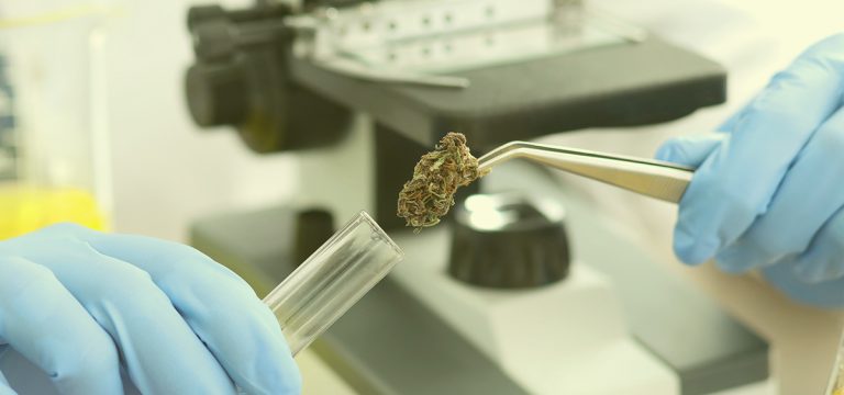 Maine Recalls Cannabis Products Over Bacterial and Mold Contamination