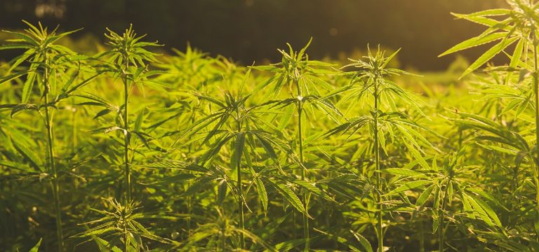 Hemp Definition Farm Bill Draft