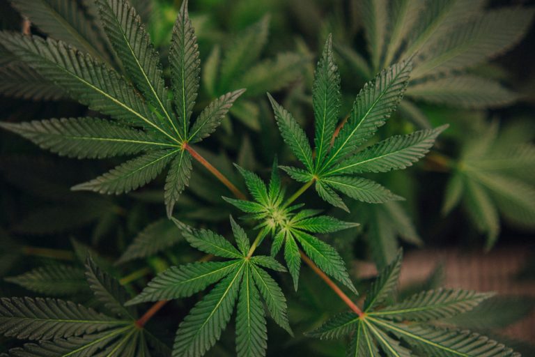Indigenous Cannabis Is Shaping the Industry’s Future