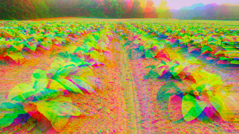 The Real Wacky Tobacky: Scientists Rewire Tobacco Plant to Make Psychedelics psychedelic tobacco