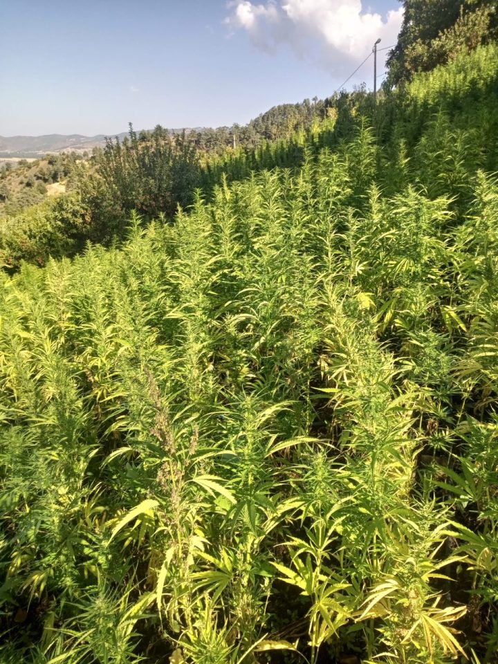 There’s a Mountain in Morocco Where Everyone Grows Hash. The Locals Call It the Temple of the Plant. The Government Called It Illegal.