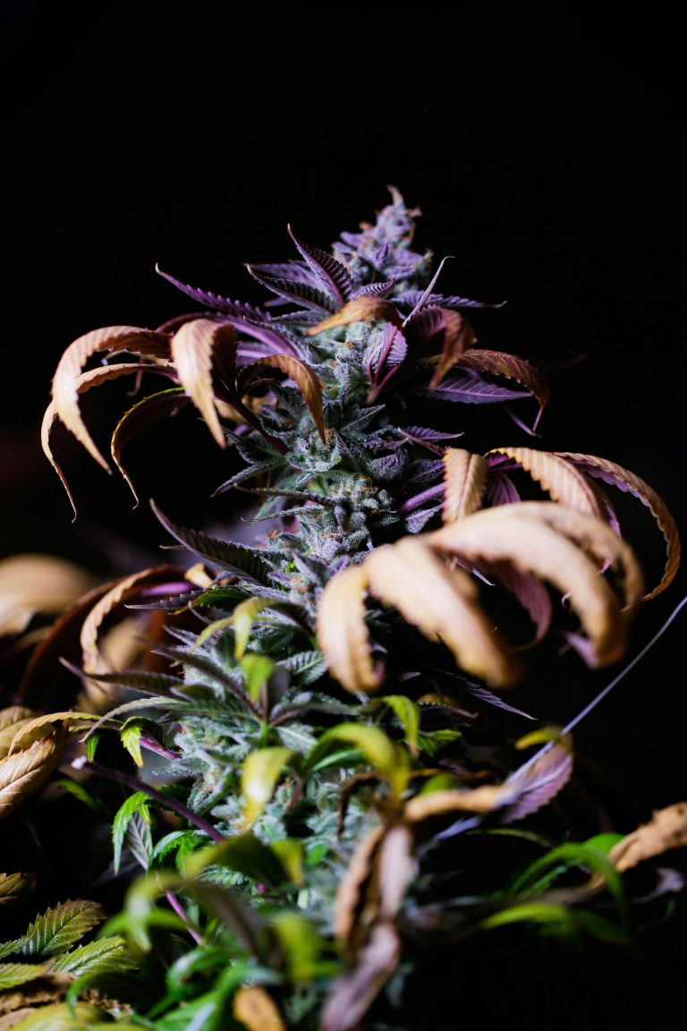 Craft Cannabis Got Priced Out