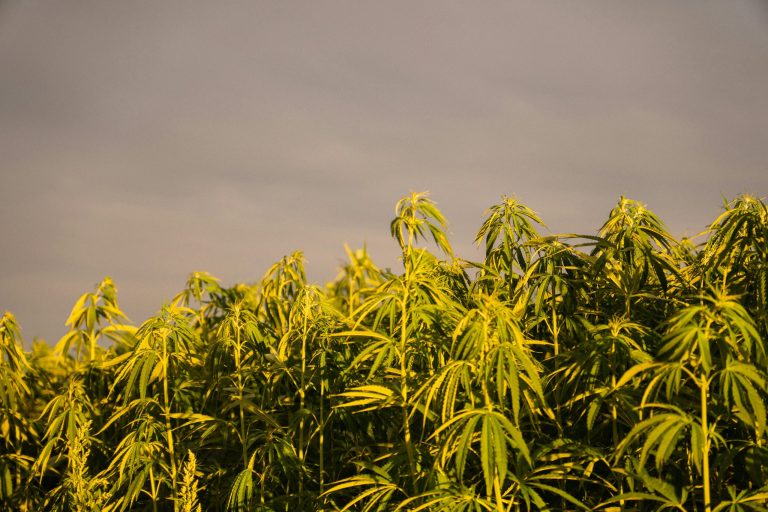 Texas Built a Weed Market Without Legalizing Weed