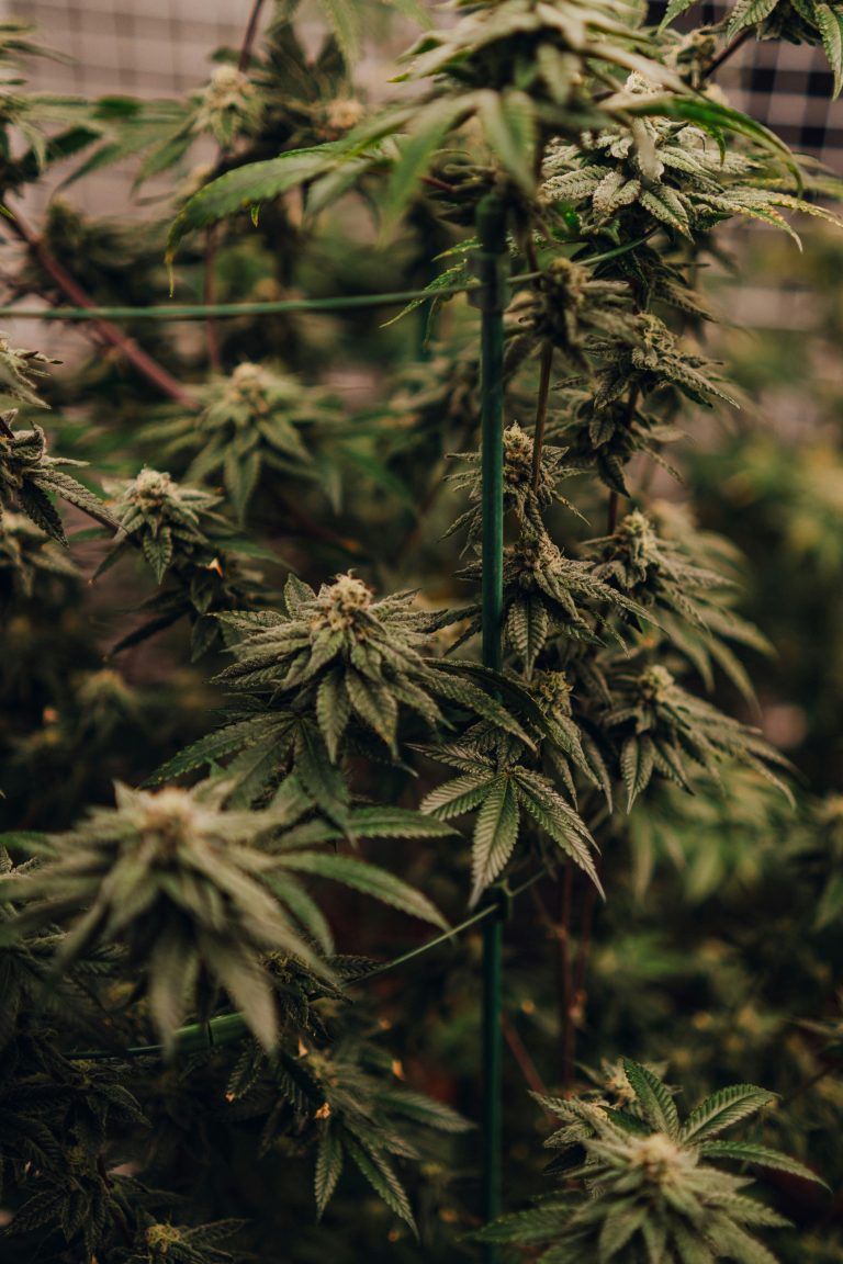 Five Years and $100,000 Later, New York Finally Let Me Sell Weed