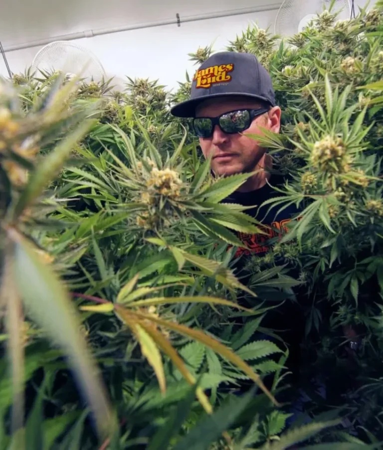 Who Names Cannabis Strains? Breeders on Genetics, Branding and Rights
