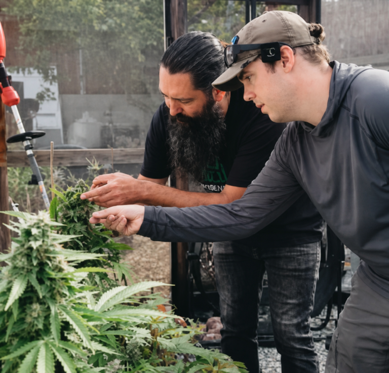 Cannabis Pest Management: The Everswarm IPM Strategy for 2026